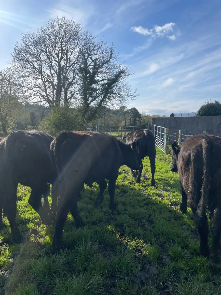 Angus Bullocks - Image 4