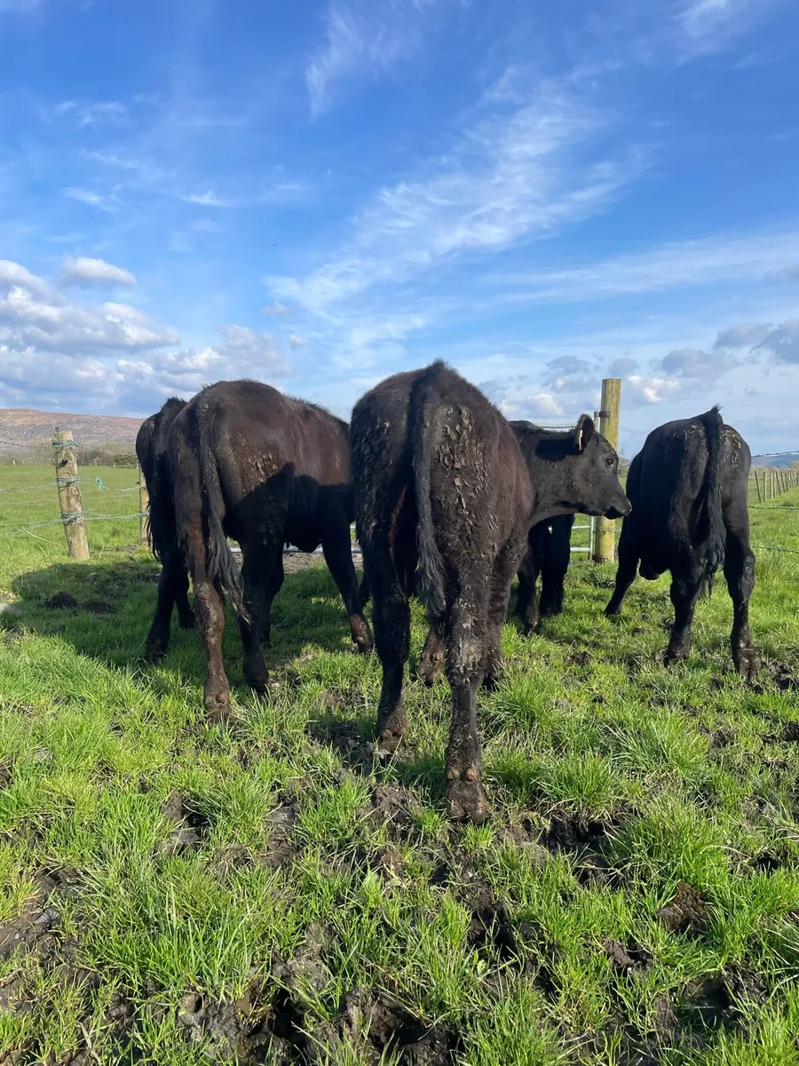 Angus Bullocks - Image 1