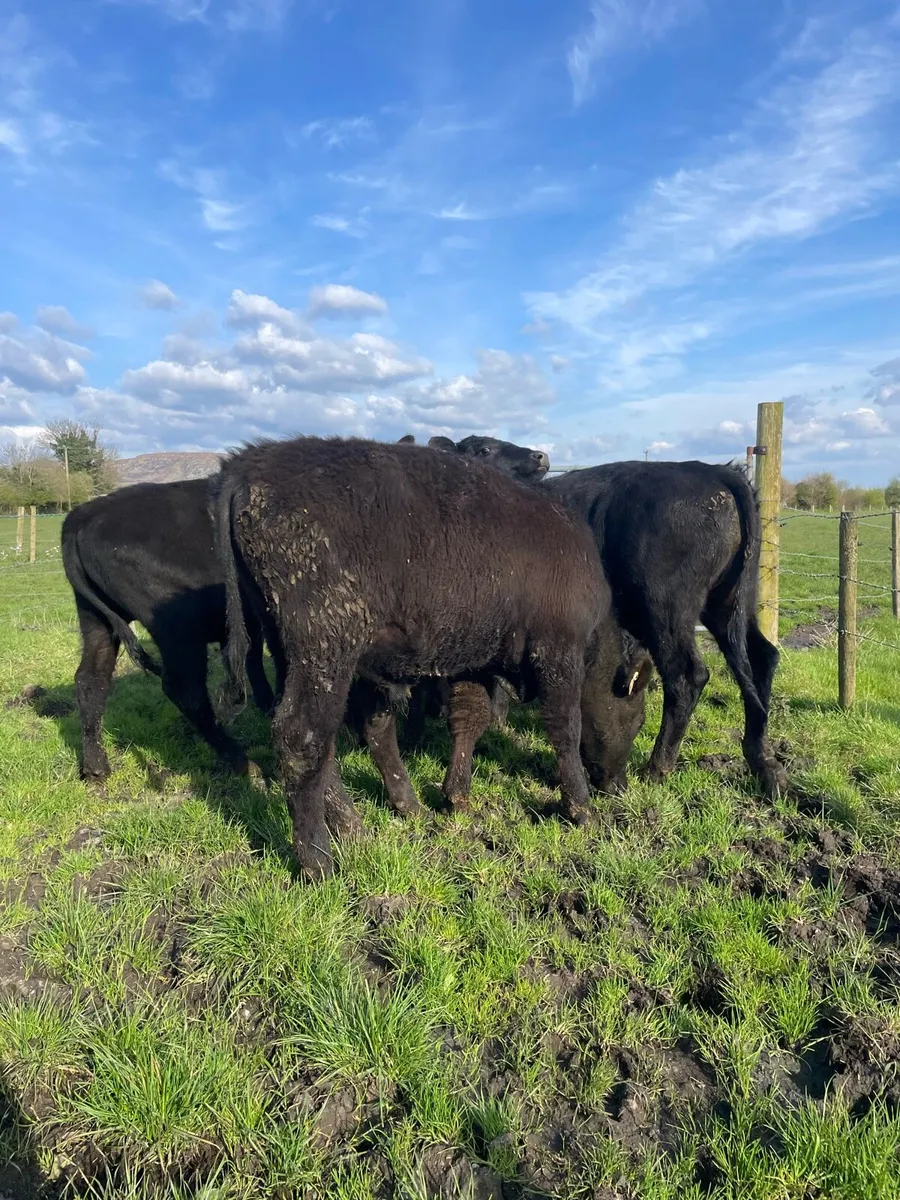 Angus Bullocks - Image 2