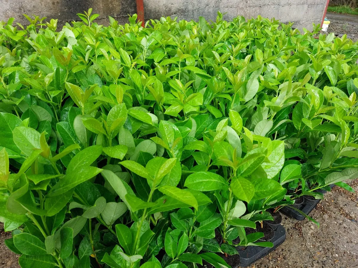 Laurel Hedging - Image 1