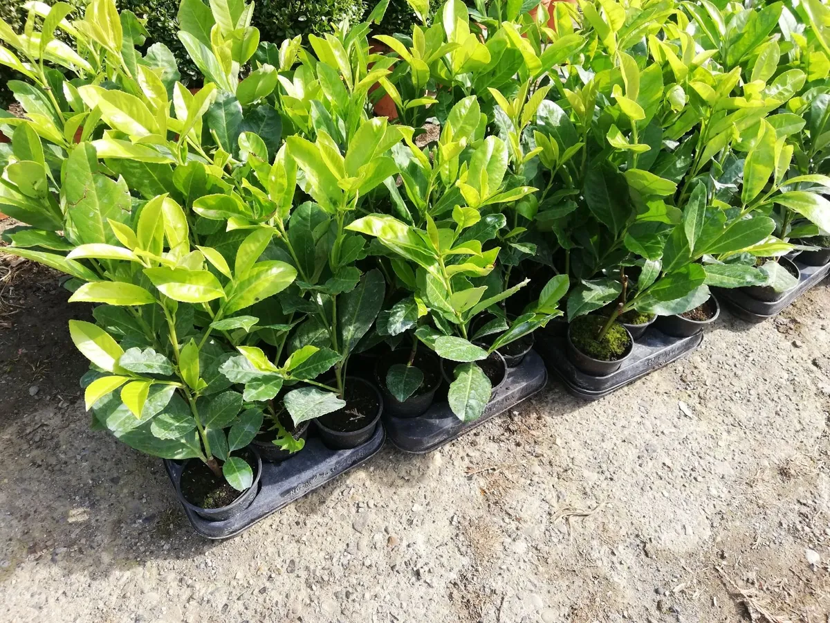 Laurel Hedging - Image 2
