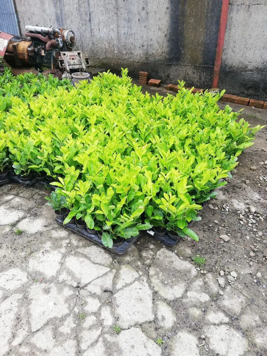 Laurel Hedging - Image 4