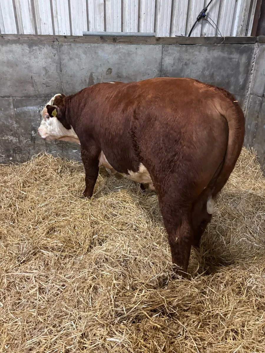 Pedigree Hereford bull - Image 3