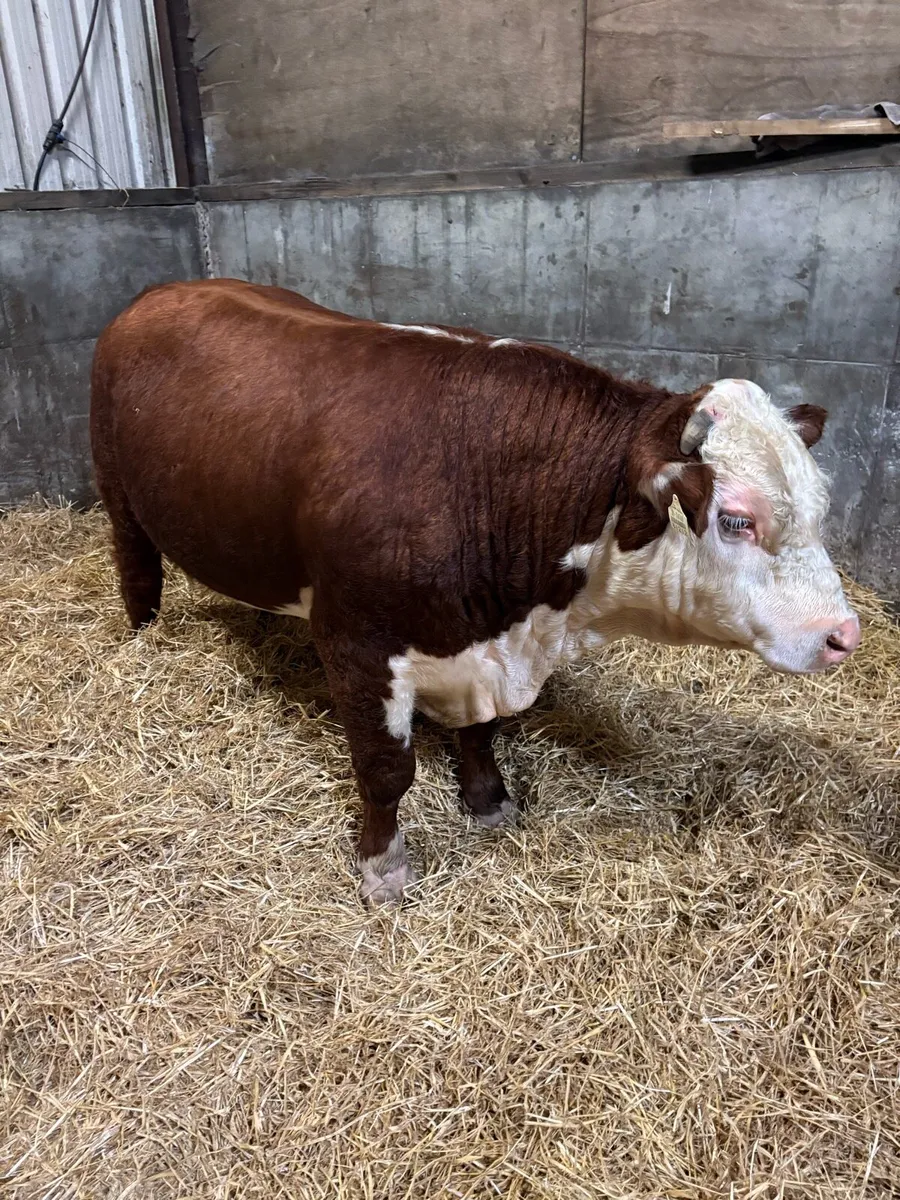 Pedigree Hereford bull - Image 4