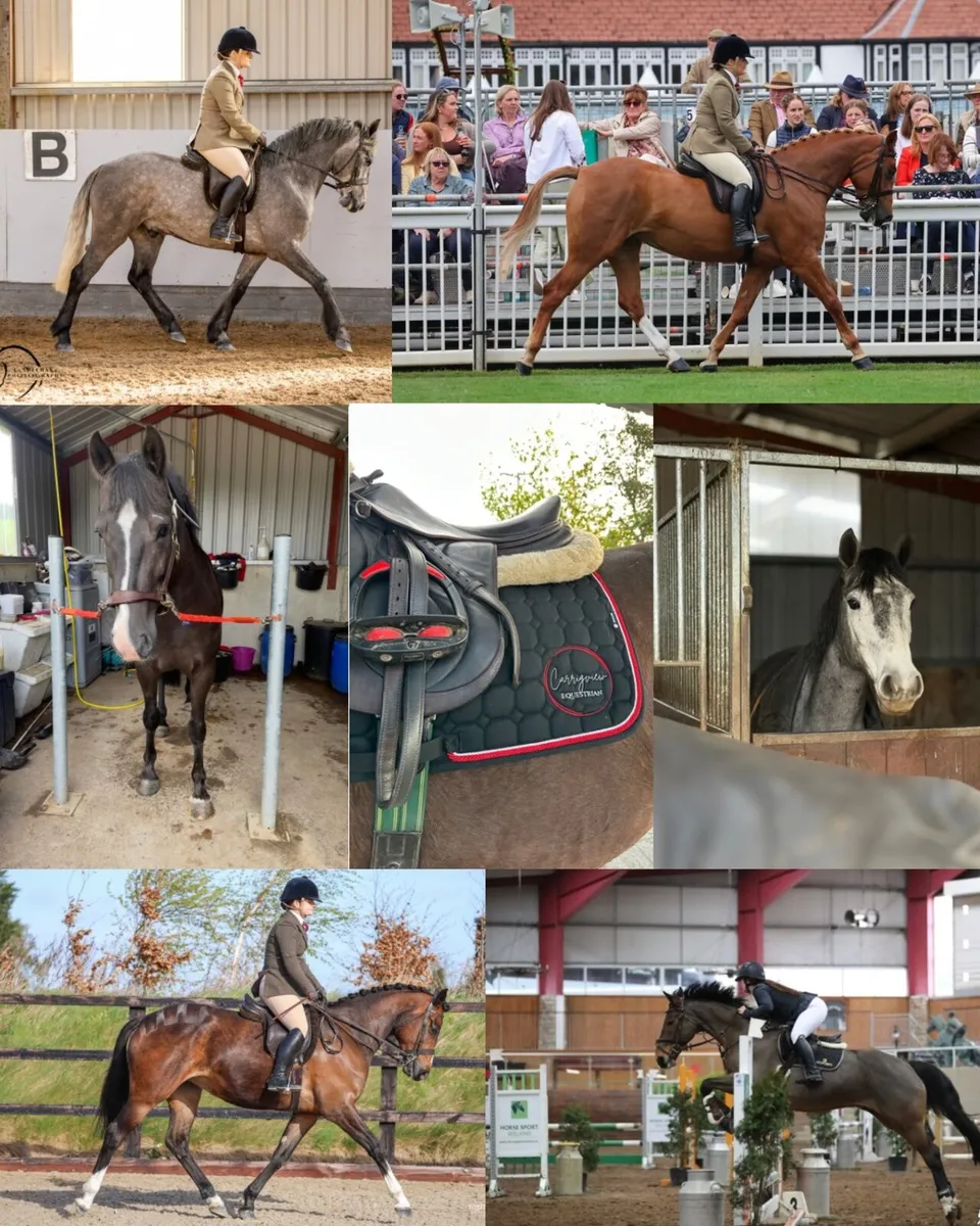 Schooling/Sales Livery