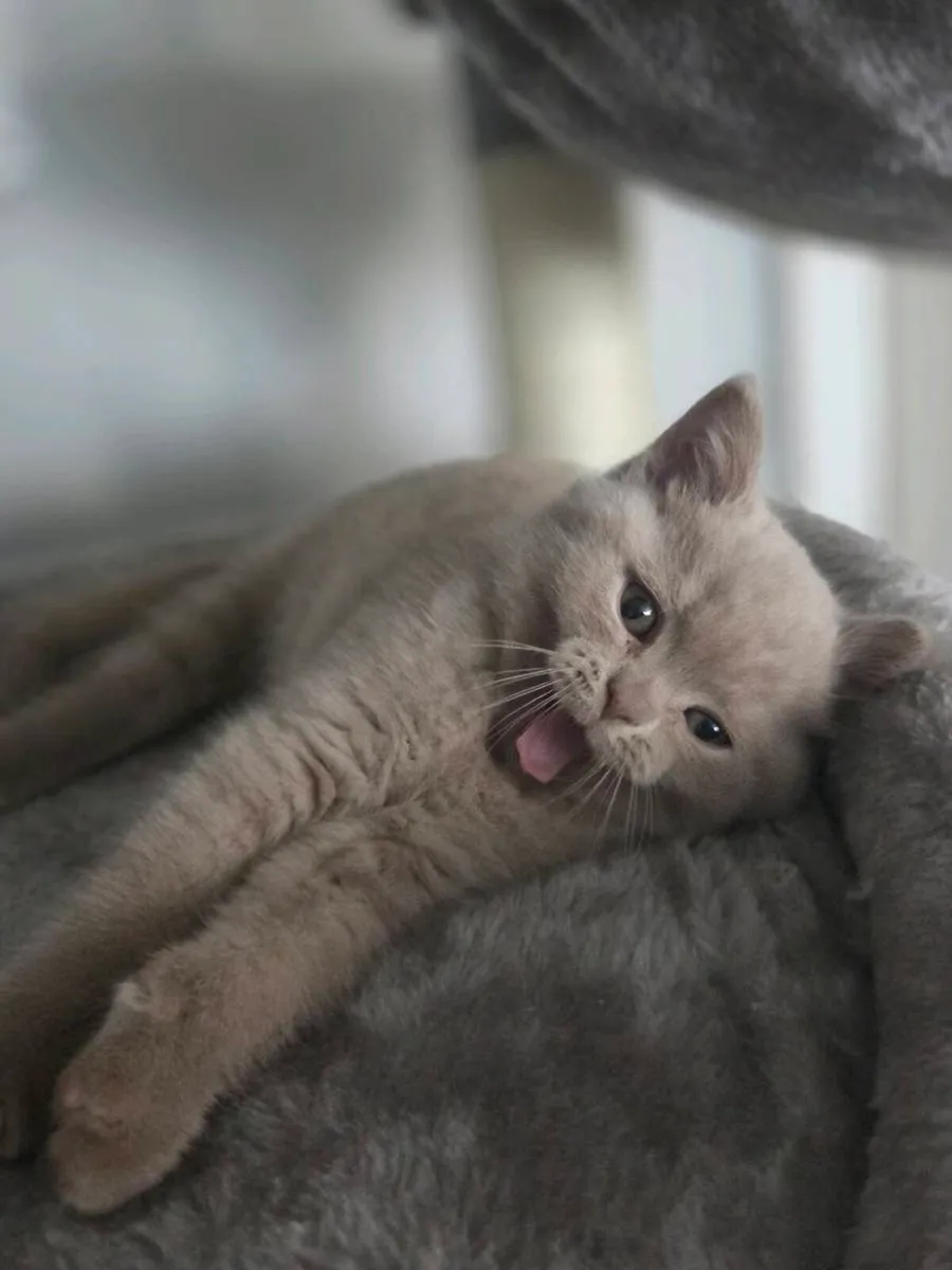 British shorthair kittens - Image 3