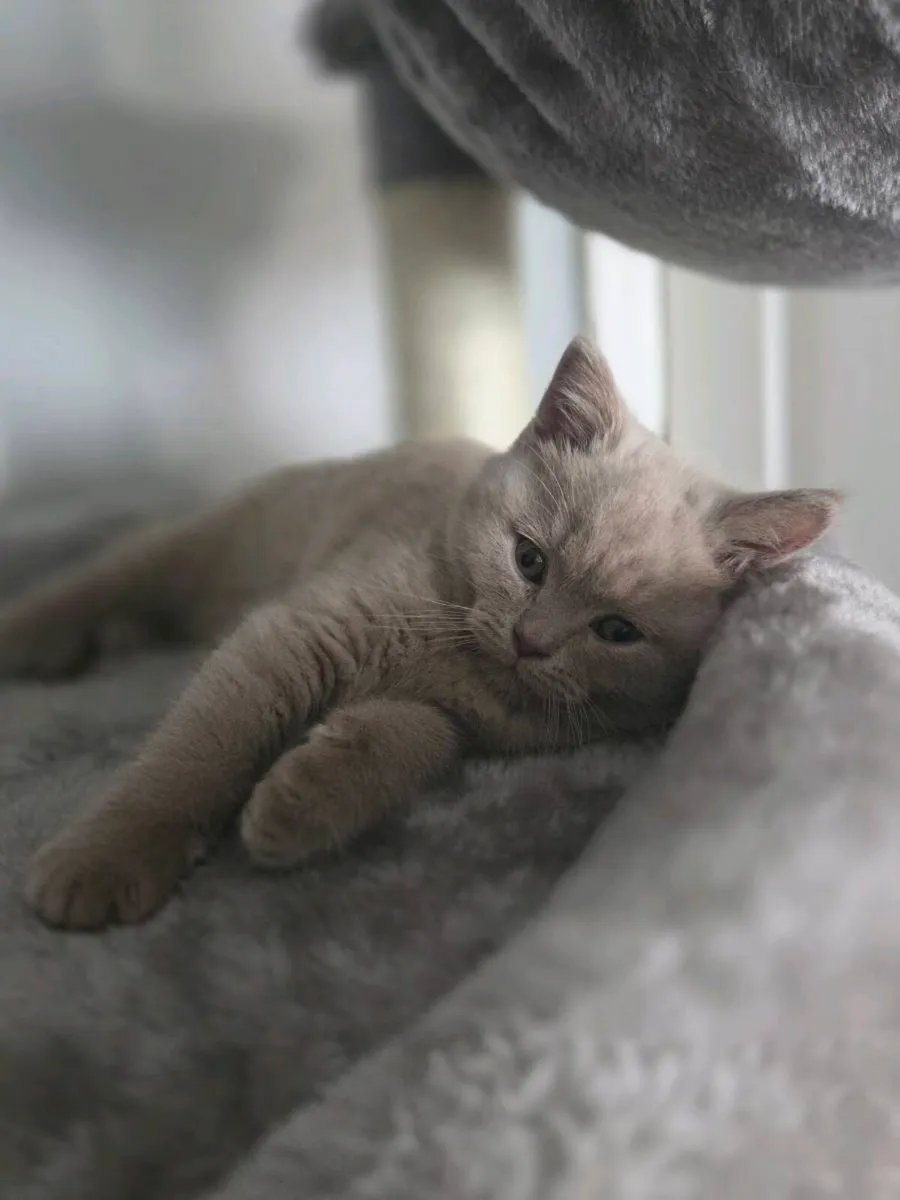 British shorthair kittens - Image 4