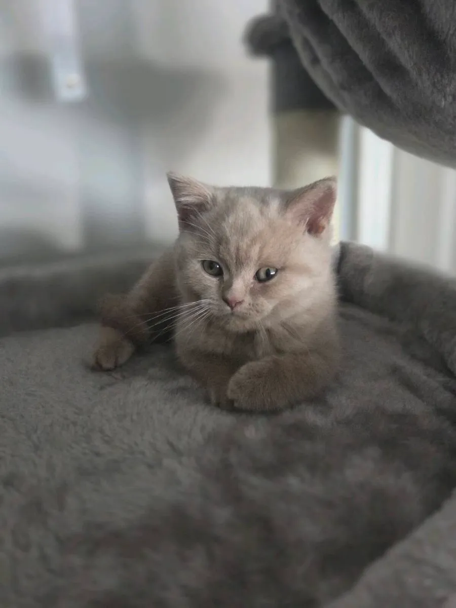British shorthair kittens - Image 2