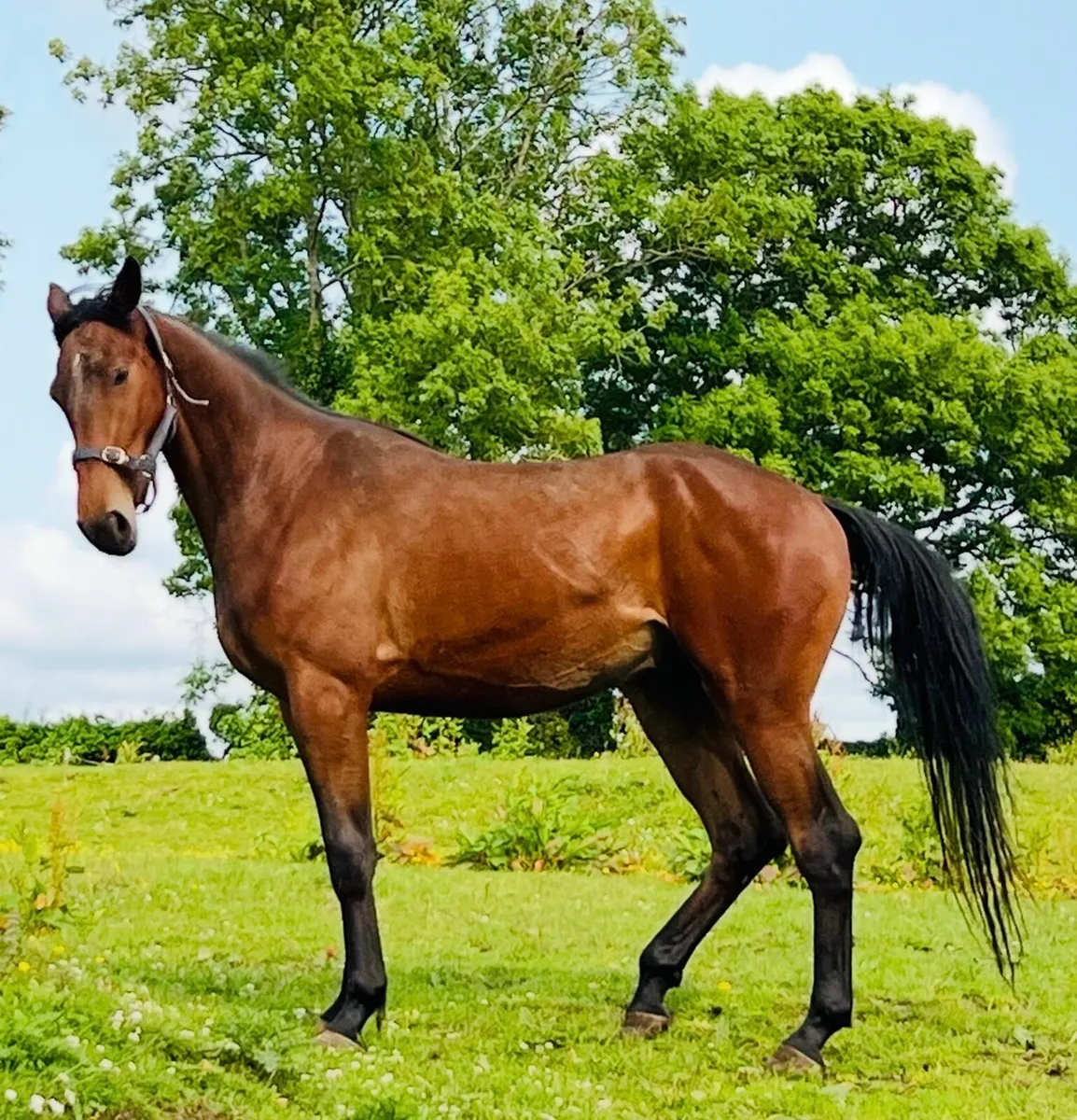 Young Horses… Foals, Yearlings+ upto 4 year olds - Image 2