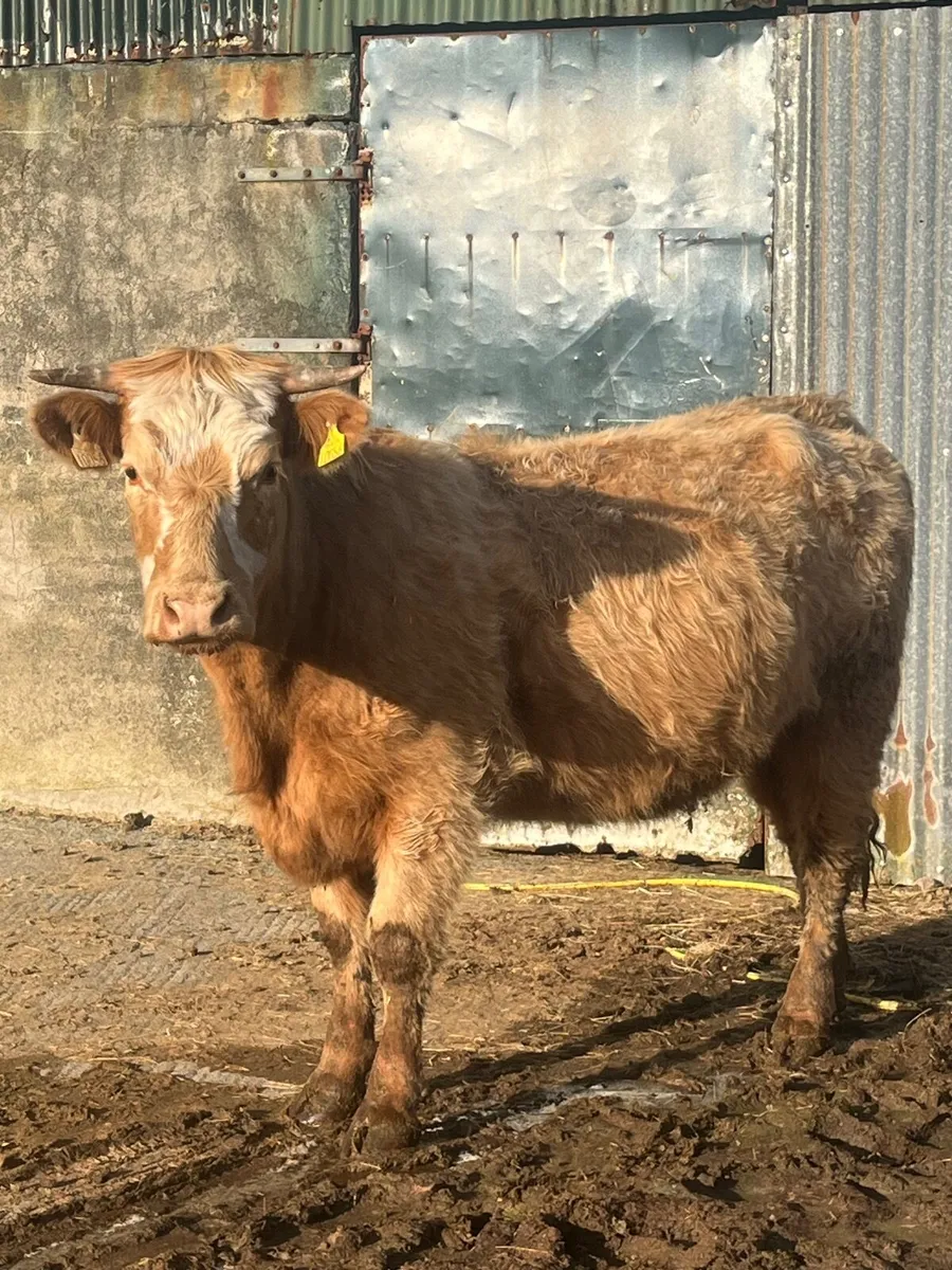 Super springer - Image 3