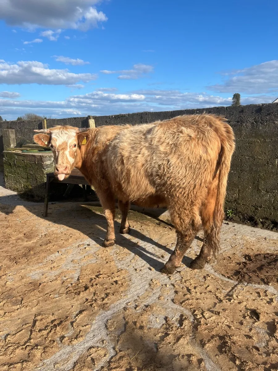 Super springer - Image 2