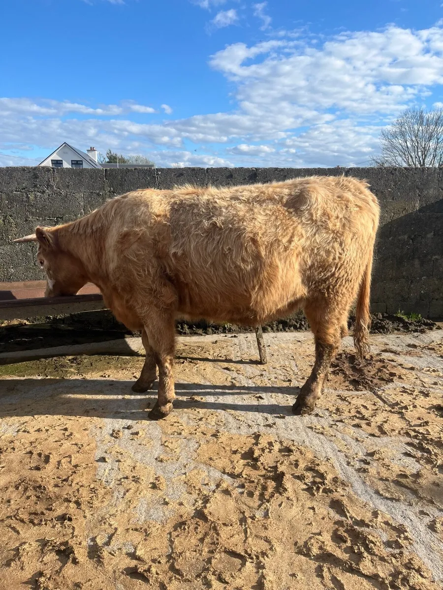 Super springer - Image 1