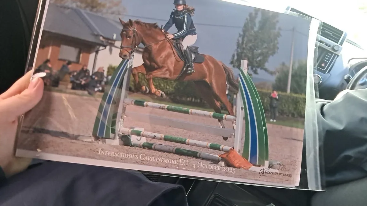 Irish Sports Horse - Image 4