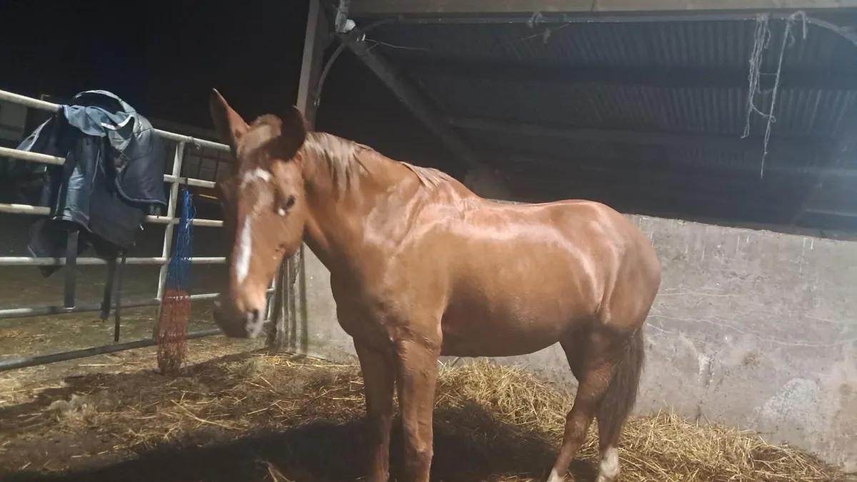 Irish Sports Horse - Image 1