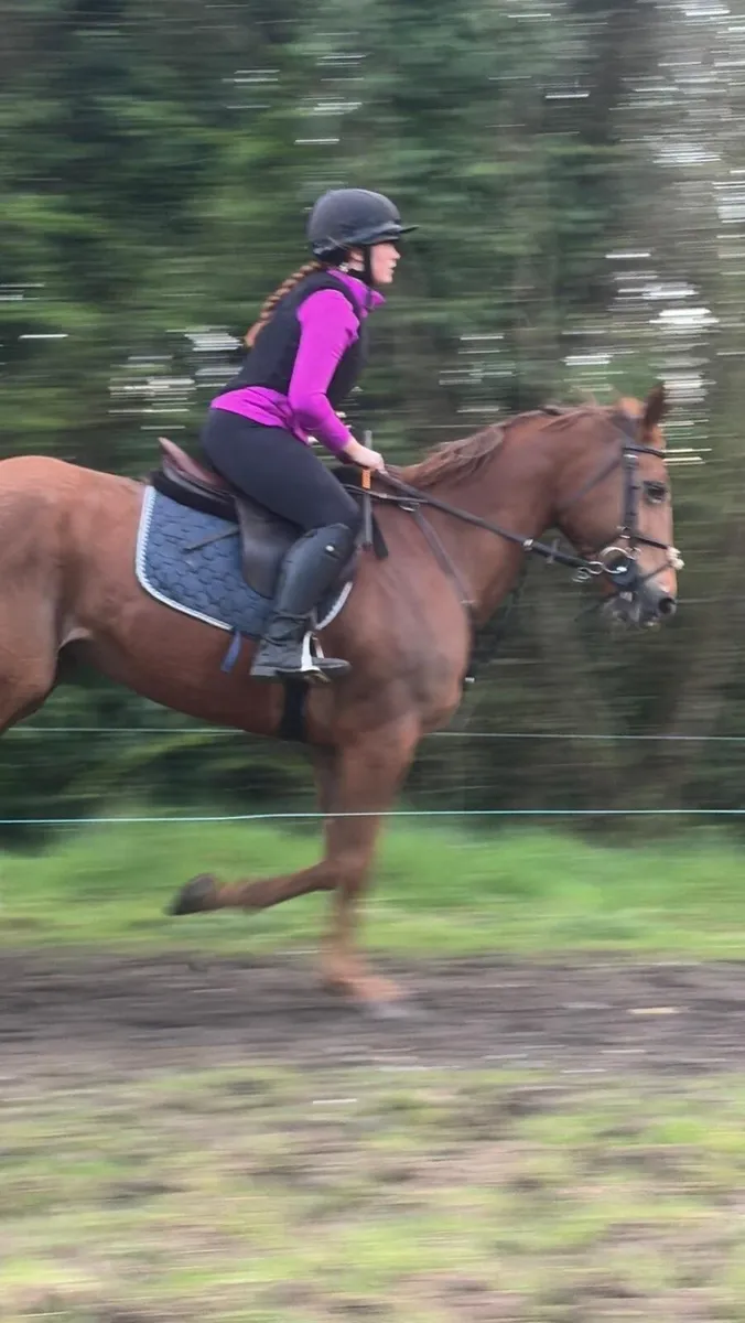 Irish Sports Horse - Image 3
