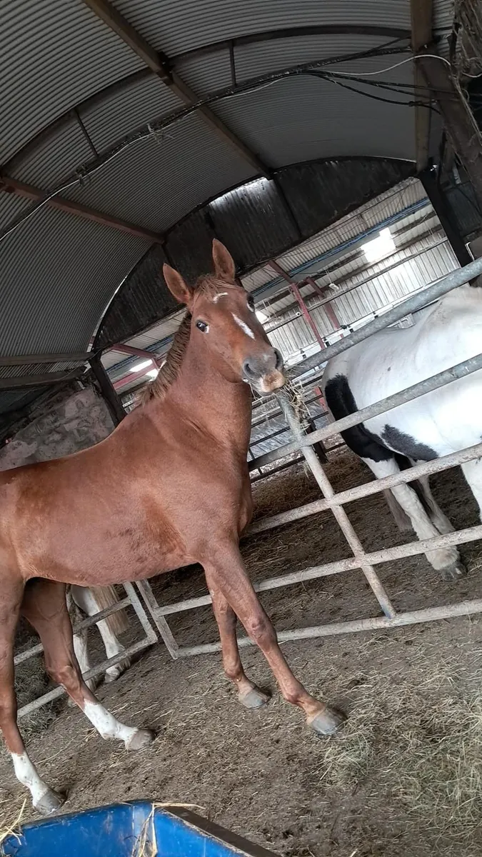 Irish Sports Horse - Image 4