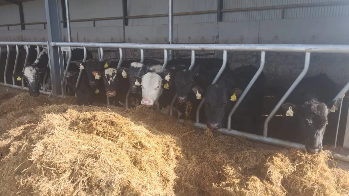 Angus, Hereford and Belgium blue - Image 1