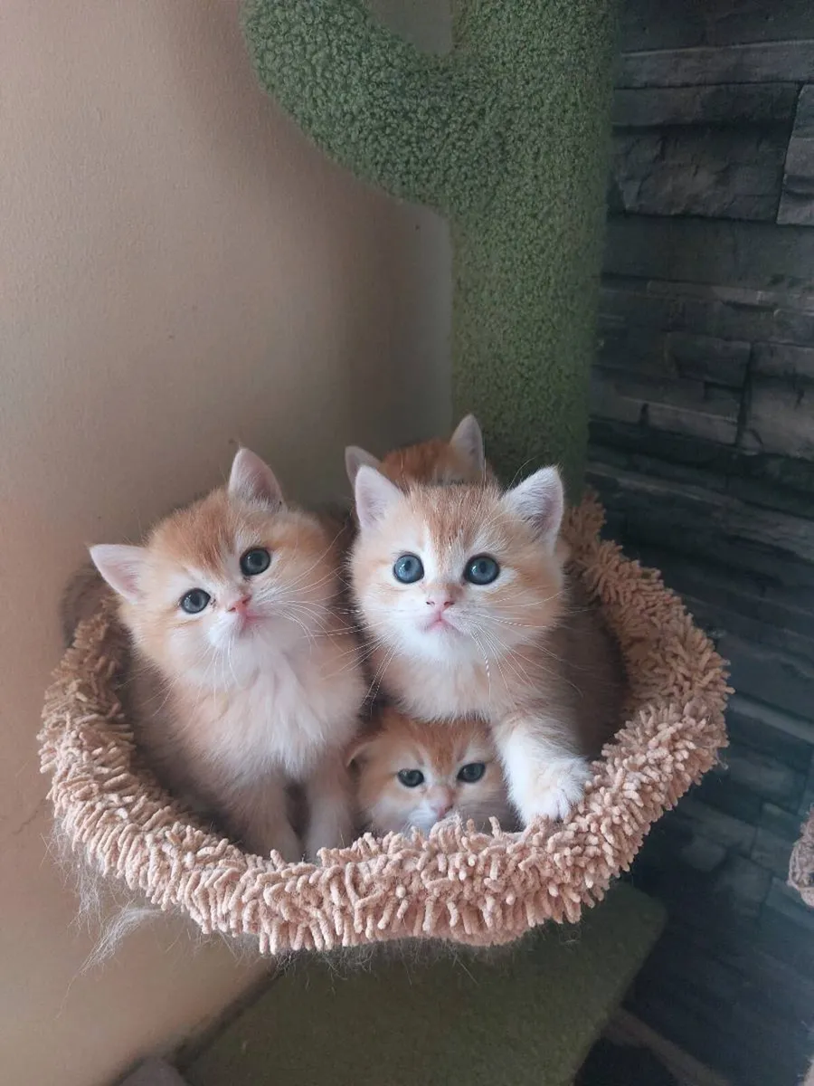 British Golden Kittens - Image 4