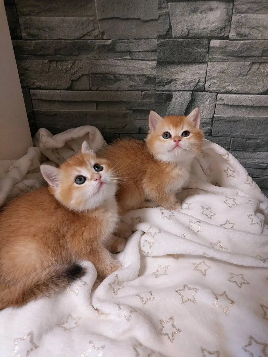 British Golden Kittens - Image 1