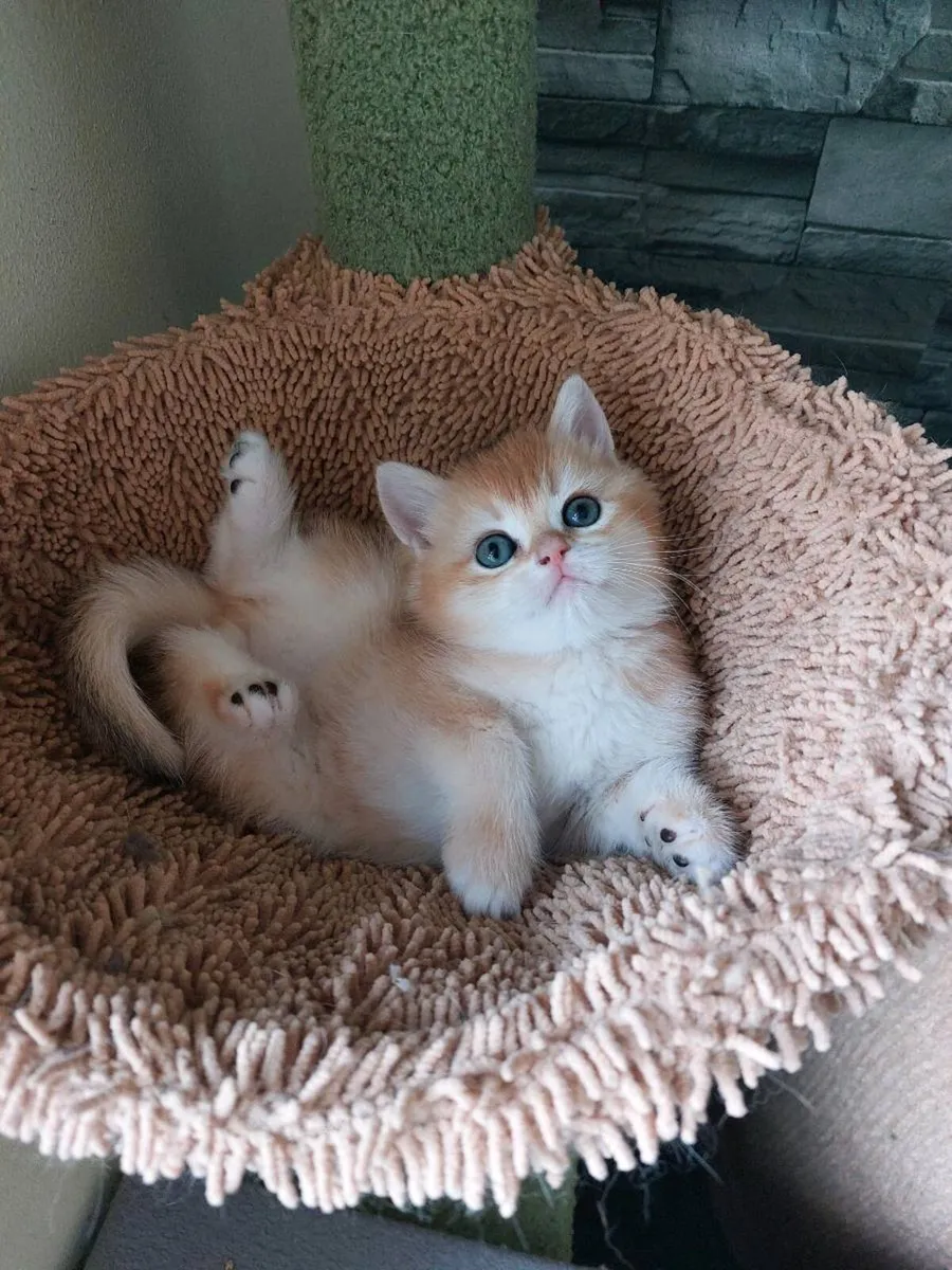 British Golden Kittens - Image 2