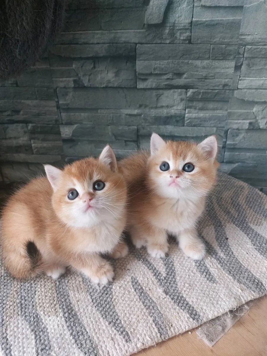 British Golden Kittens - Image 3