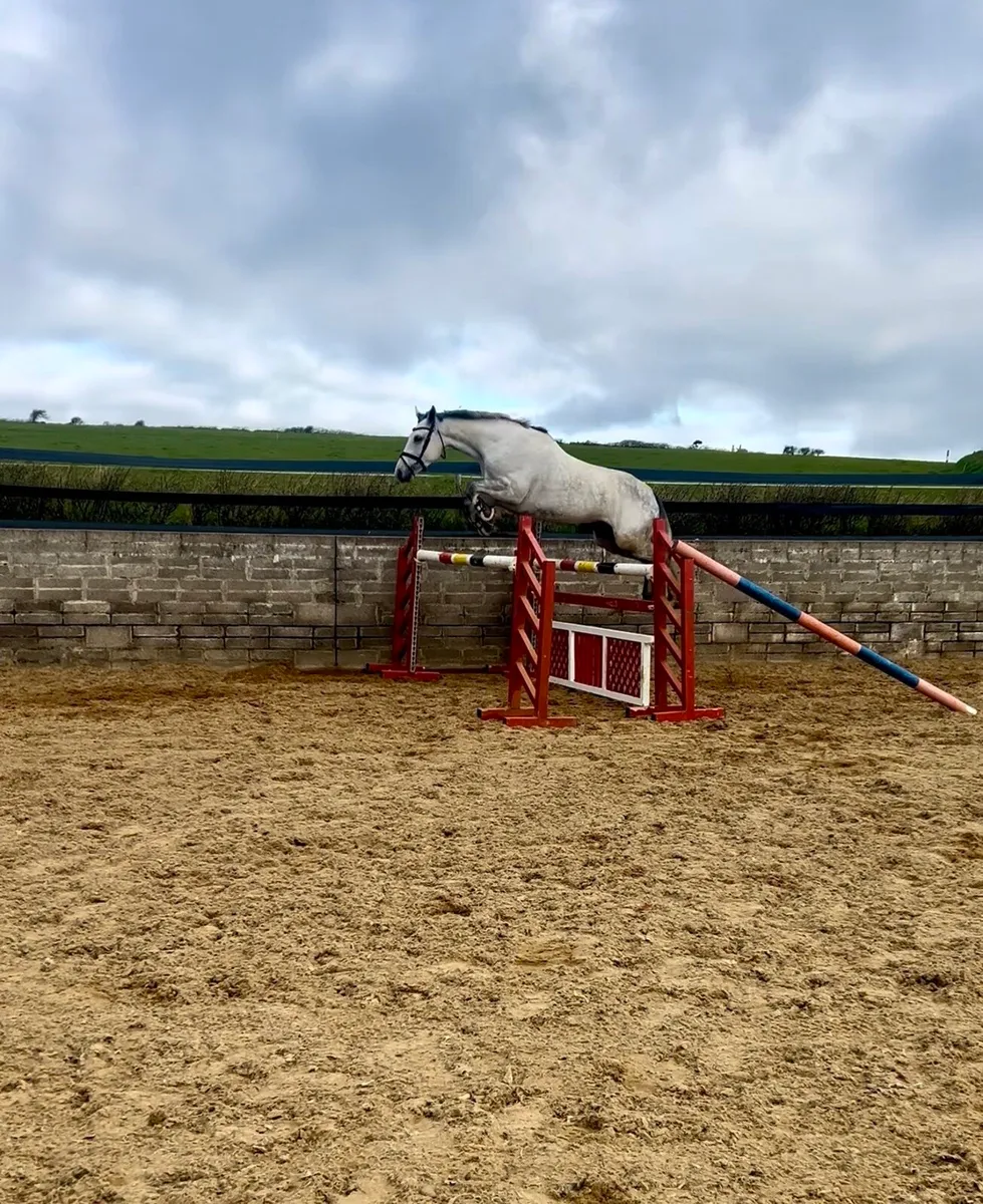 163cm TIH sport horse - Image 1