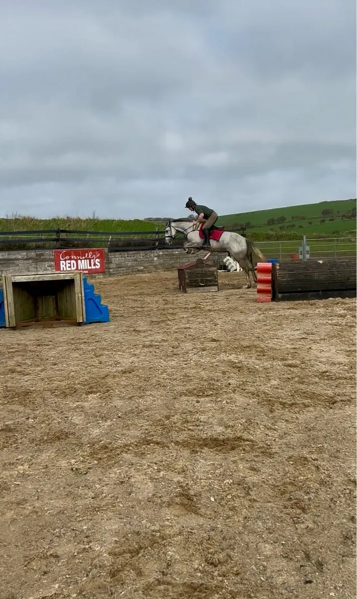 163cm TIH sport horse - Image 2