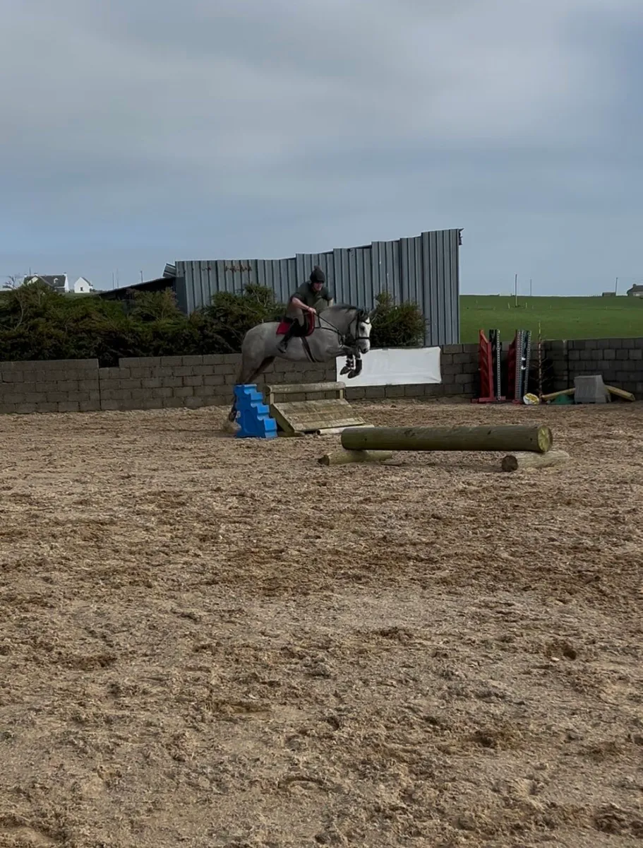 163cm TIH sport horse - Image 3