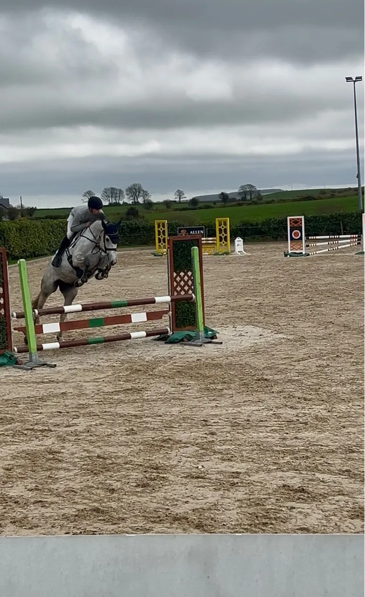 163cm TIH sport horse - Image 4