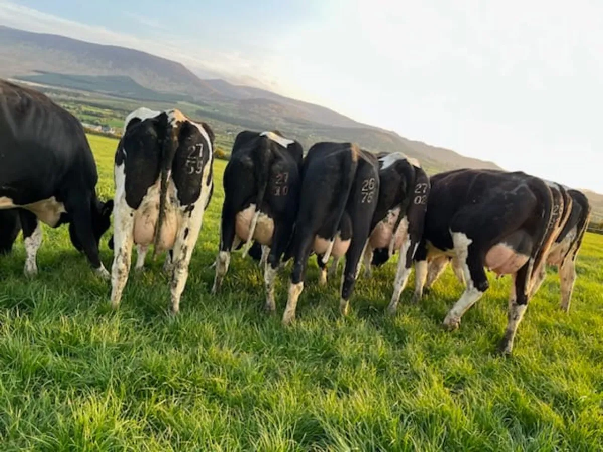 Dairy sale this Friday the 24th in New Ross mart - Image 1