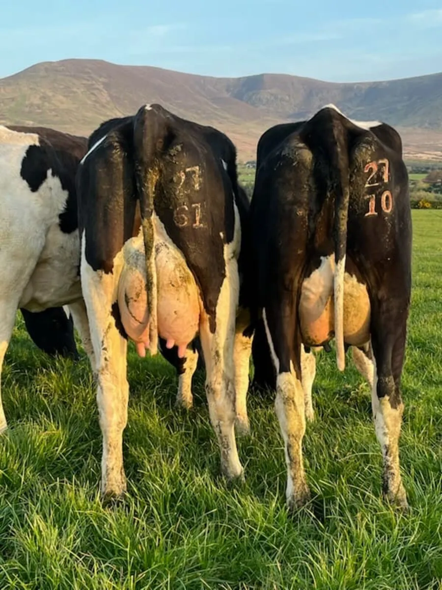 Dairy sale this Friday the 24th in New Ross mart - Image 2