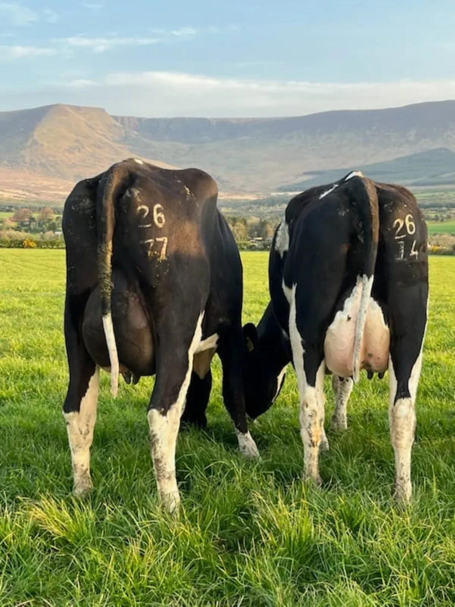 Dairy sale this Friday the 24th in New Ross mart - Image 3