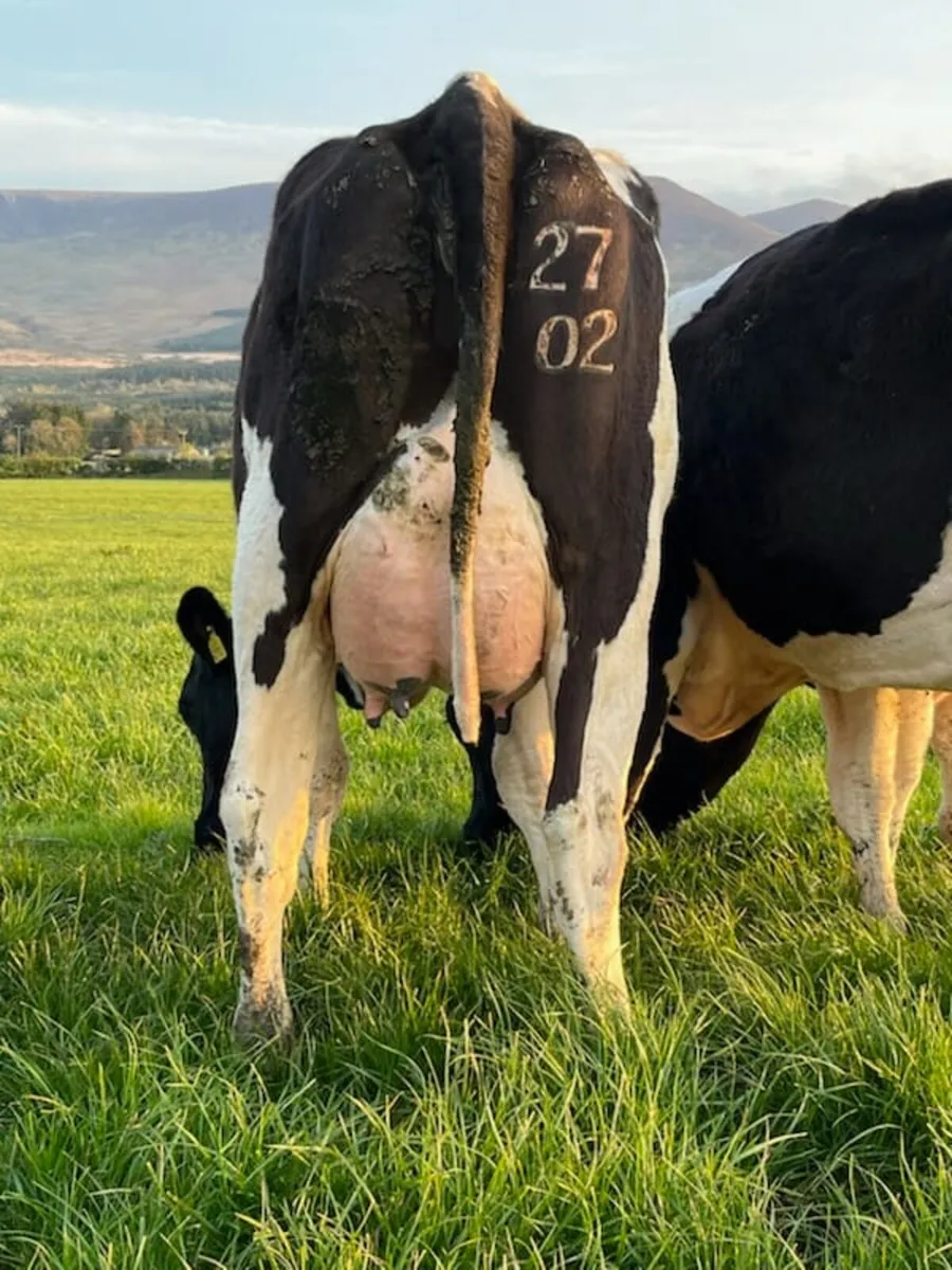 Dairy sale this Friday the 24th in New Ross mart - Image 4