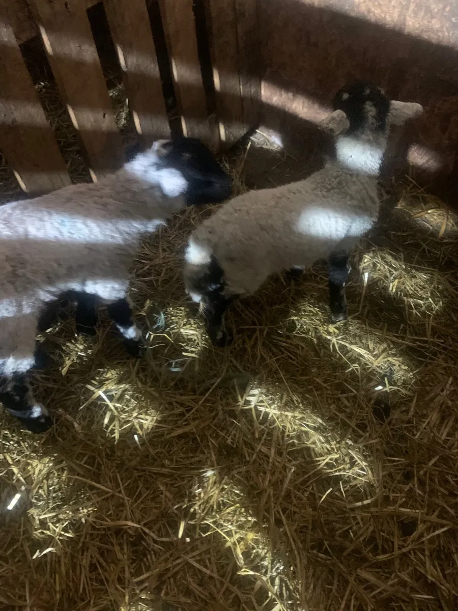 Swaledale pet lambs - Image 2