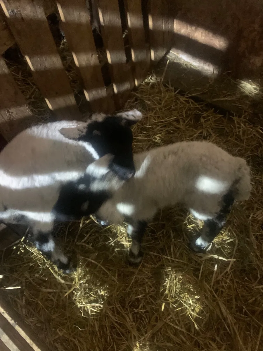 Swaledale pet lambs - Image 1