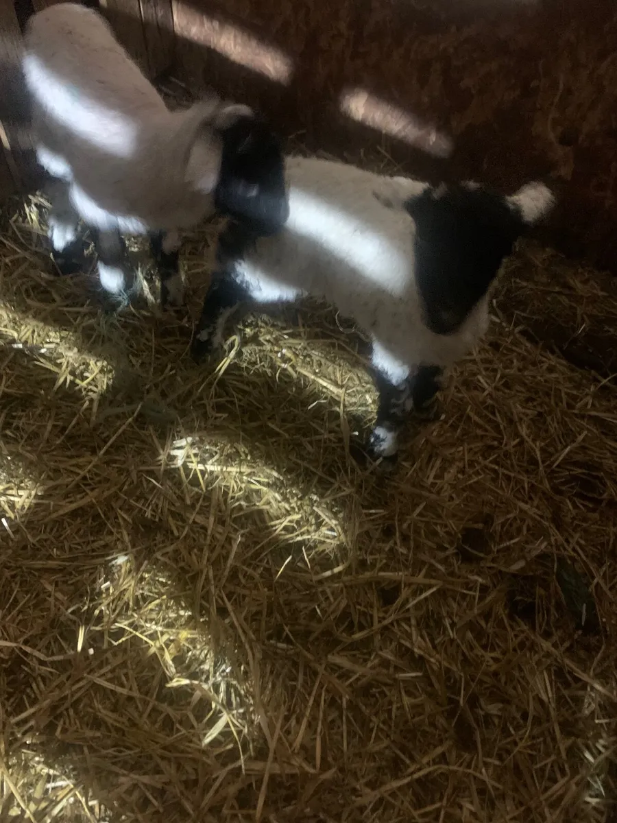 Swaledale pet lambs - Image 3