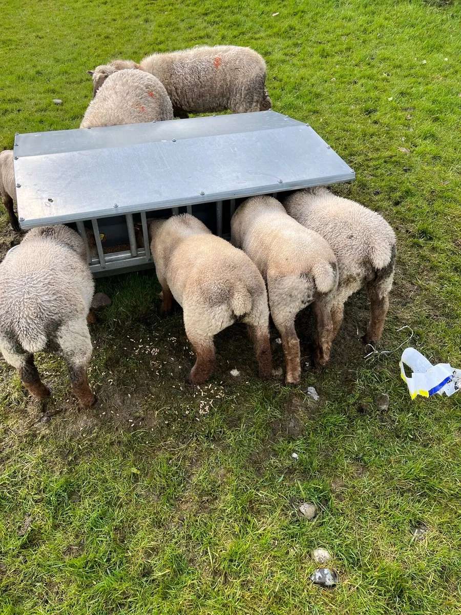 Sheep and lambs - Image 1