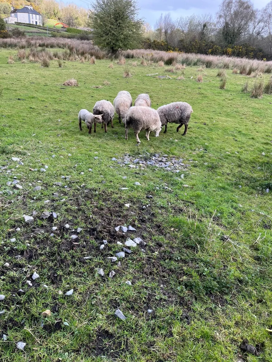 Sheep and lambs - Image 2