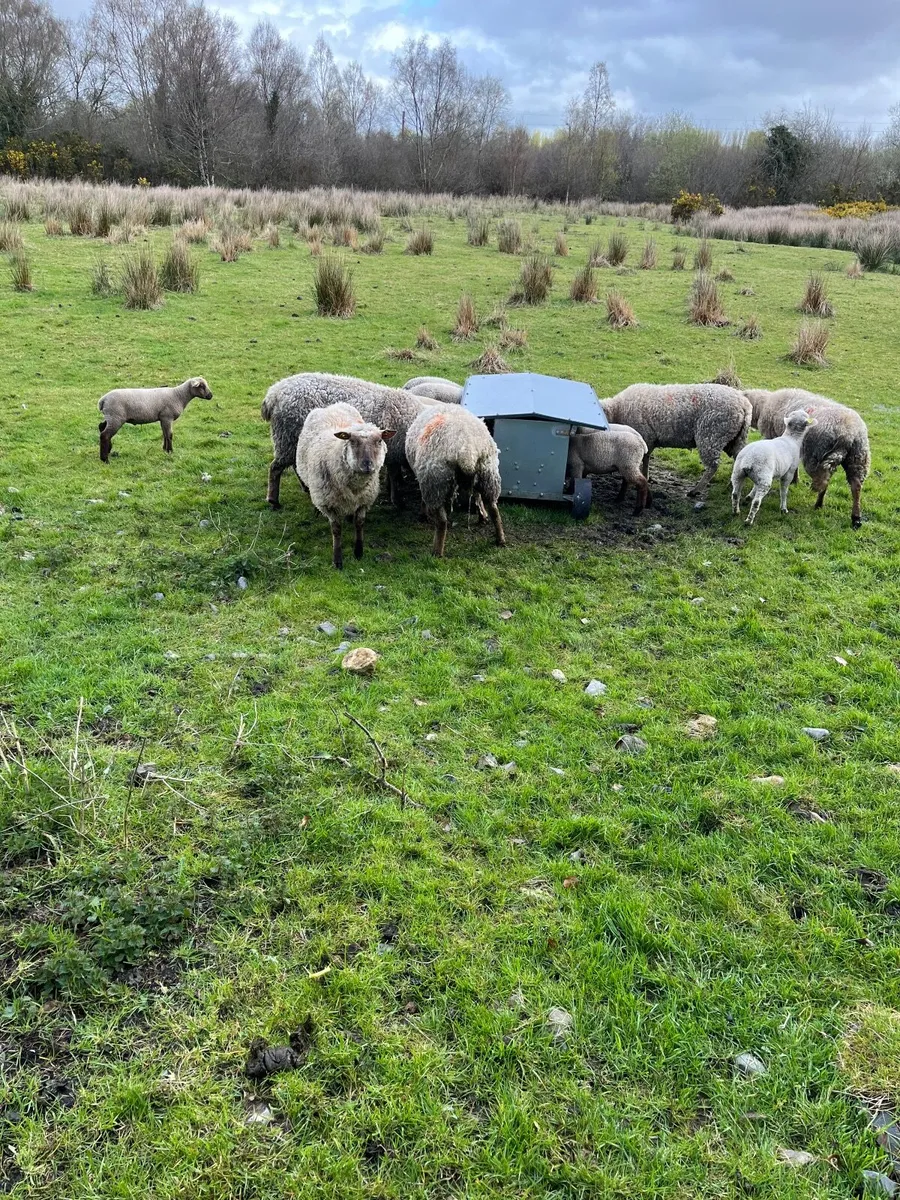 Sheep and lambs - Image 3