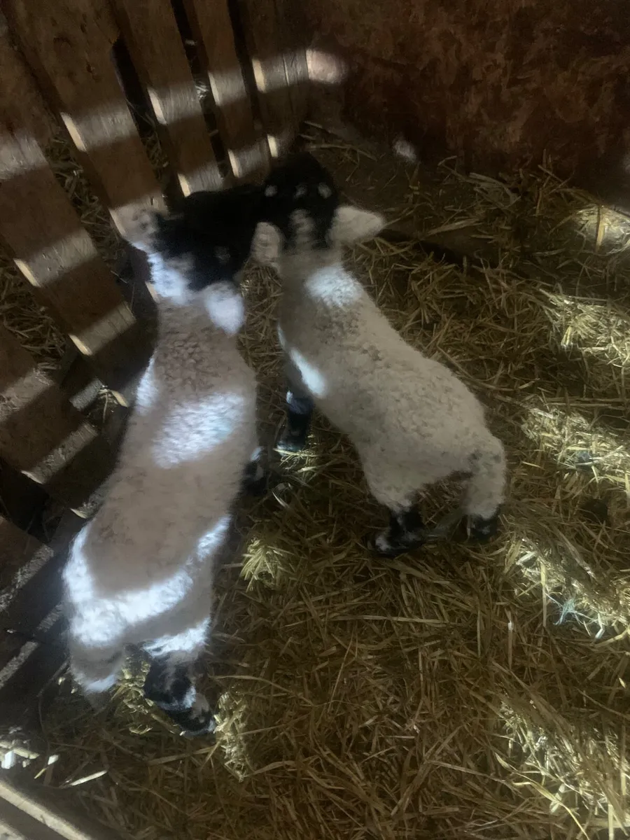 Swaledale pet lambs - Image 4