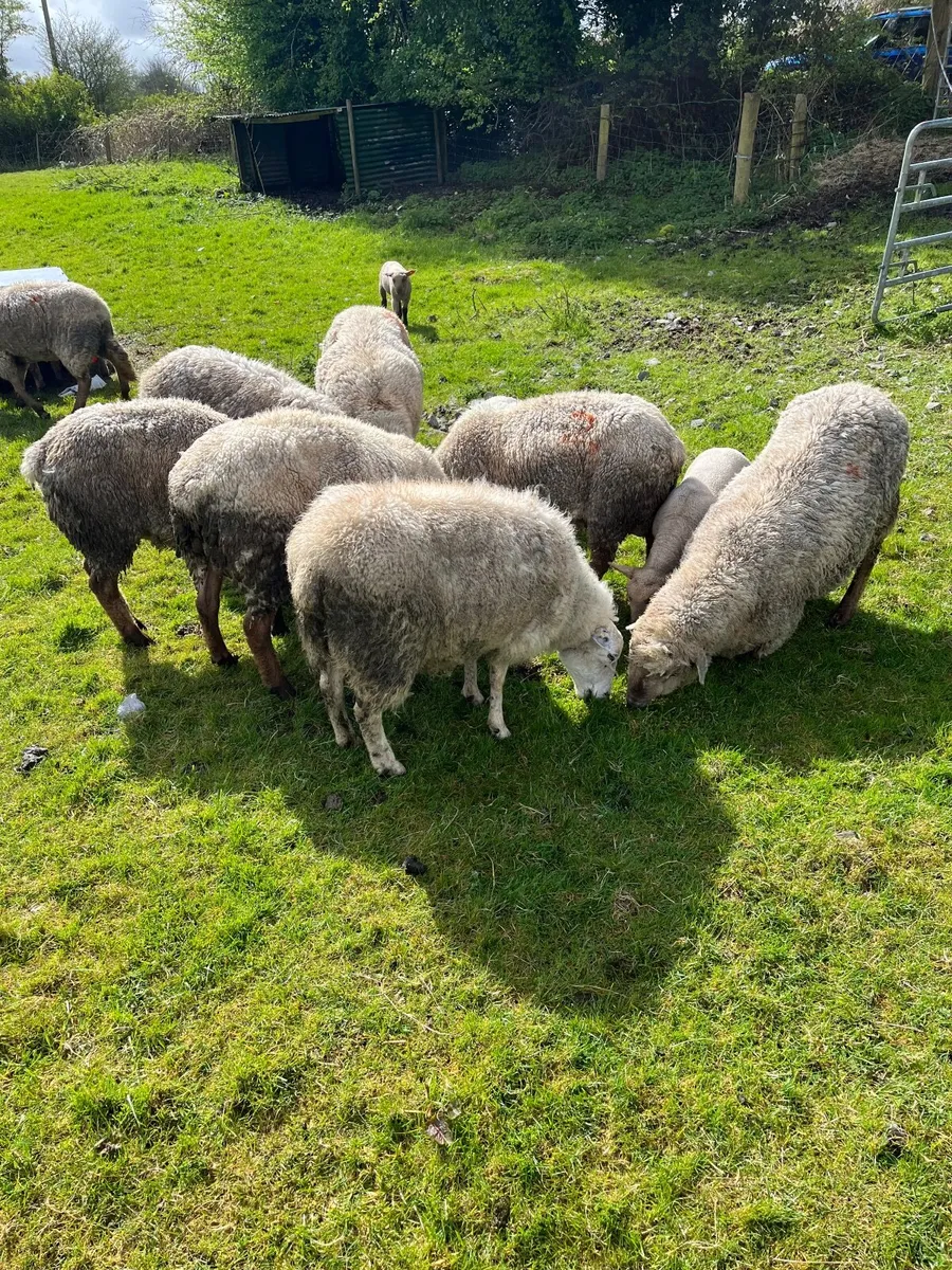 Sheep and lambs - Image 4