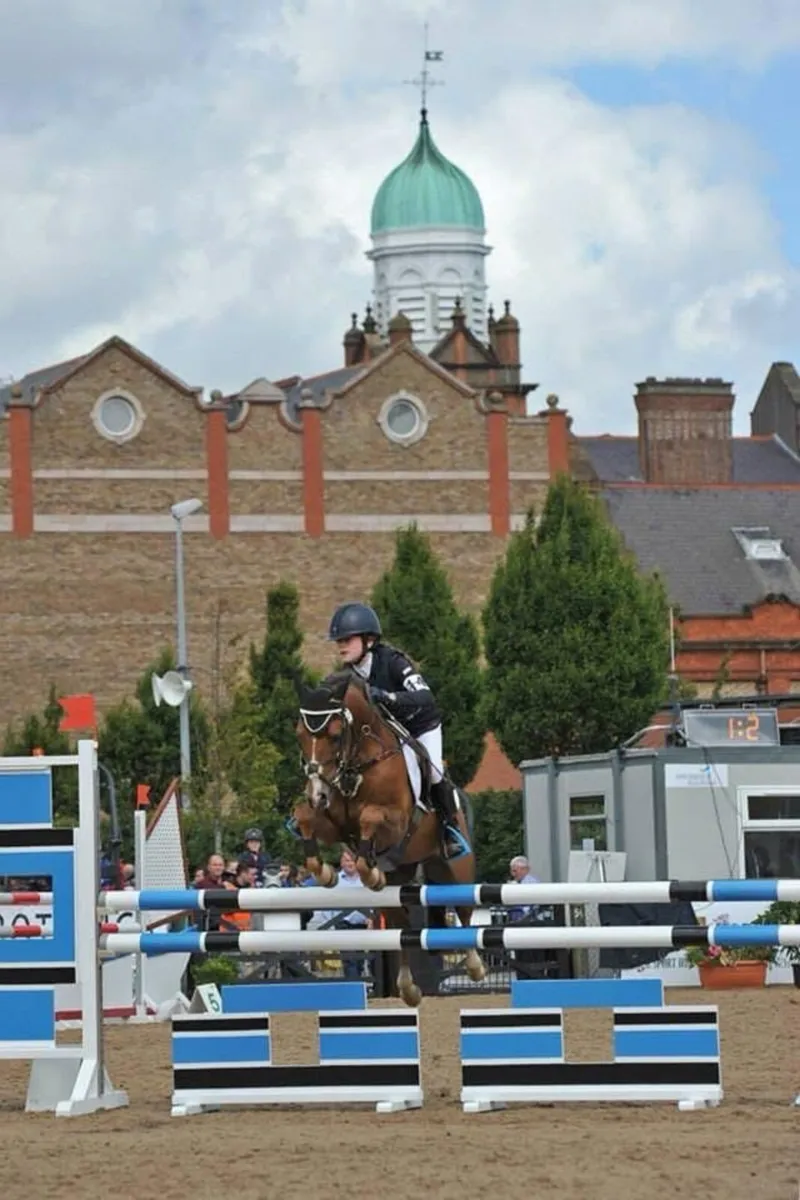 128cm performance Stallion at Stud - Image 3