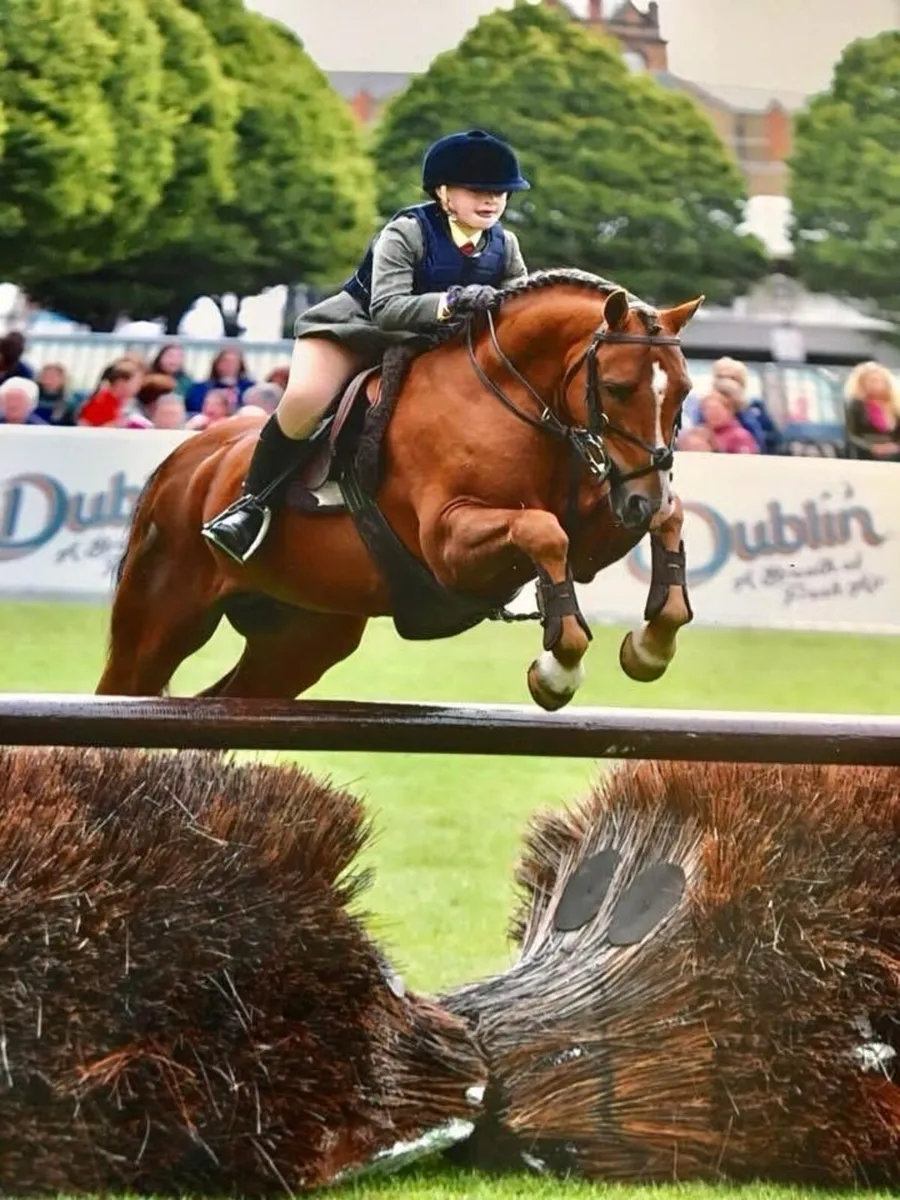 128cm performance Stallion at Stud - Image 4