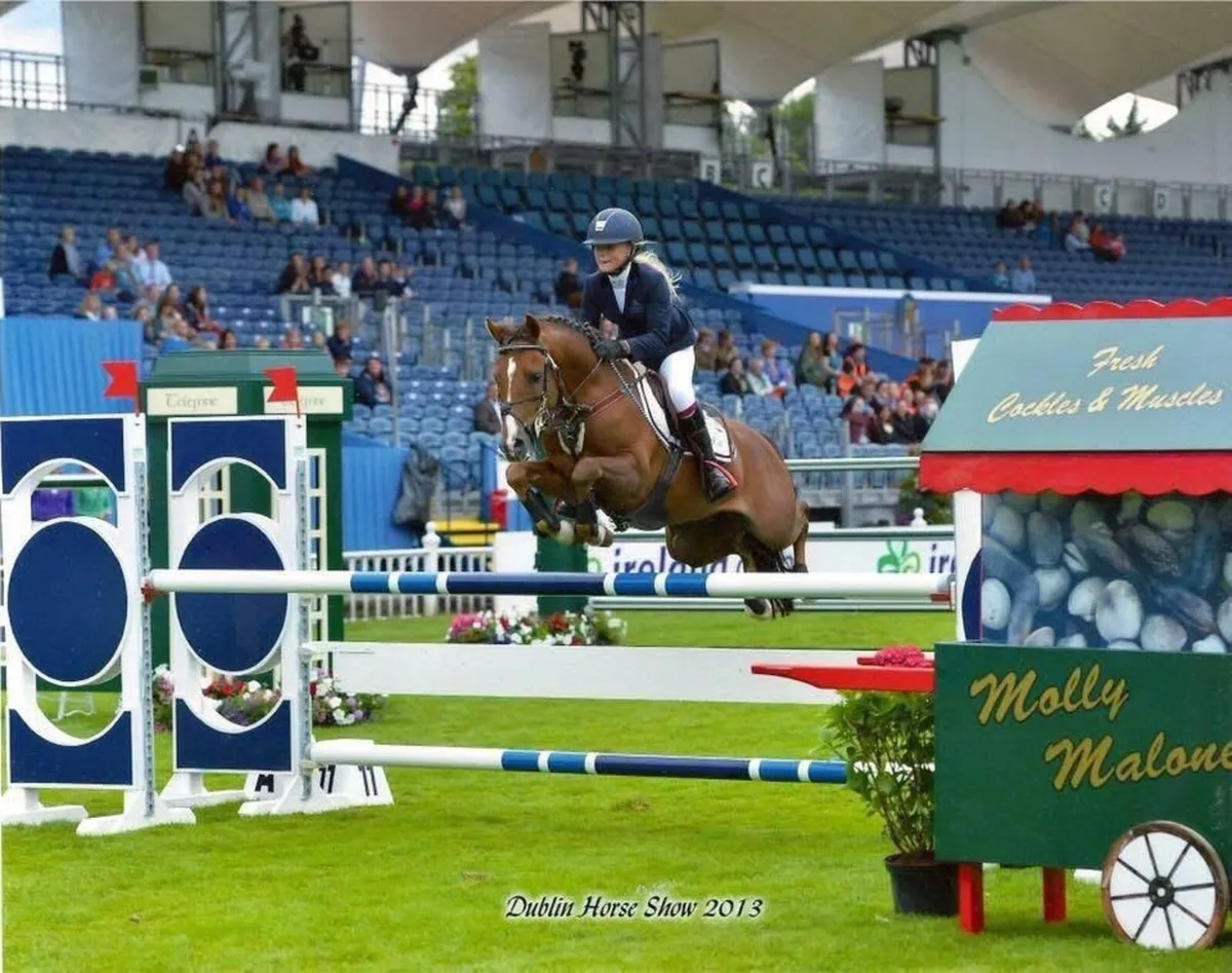 128cm performance Stallion at Stud - Image 1