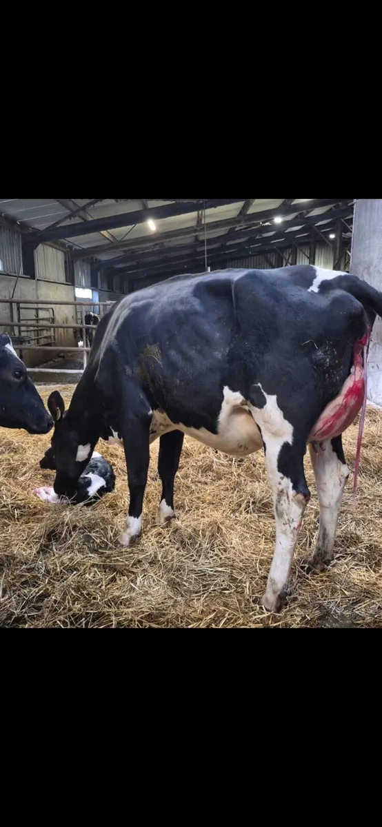 Milking heifers and cows
