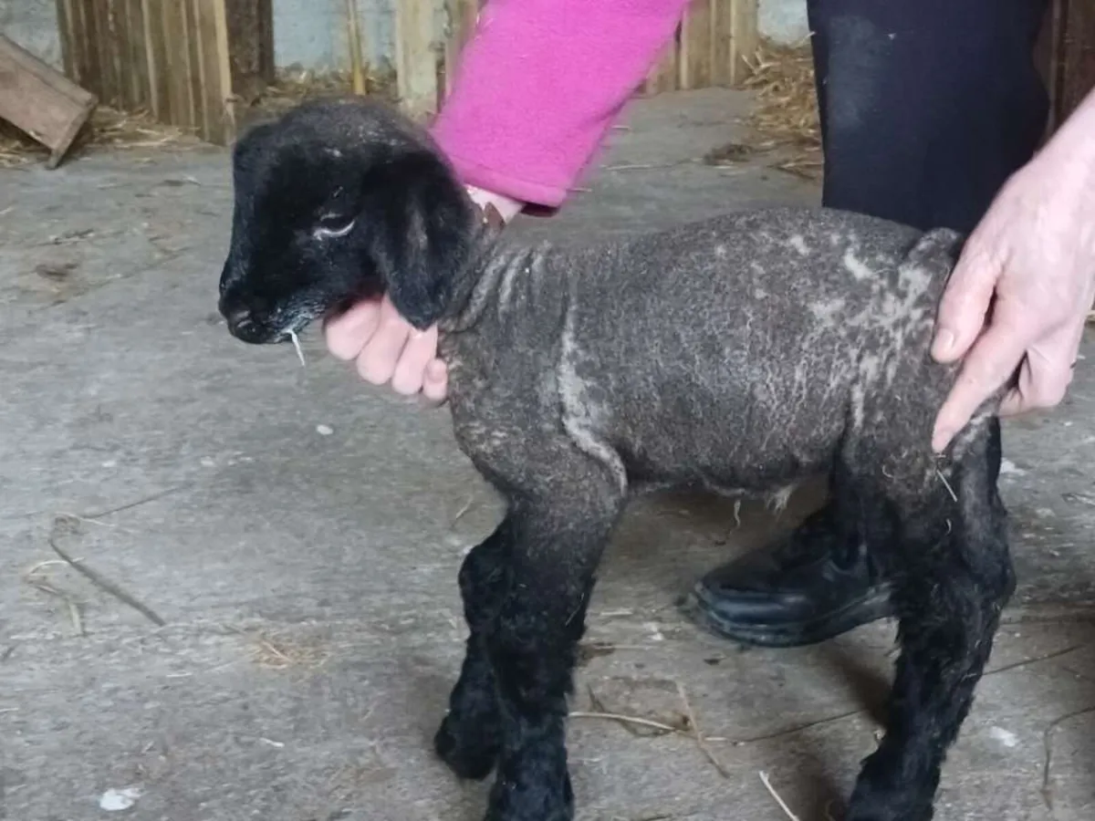 Suffolk Foster lambs - Image 1