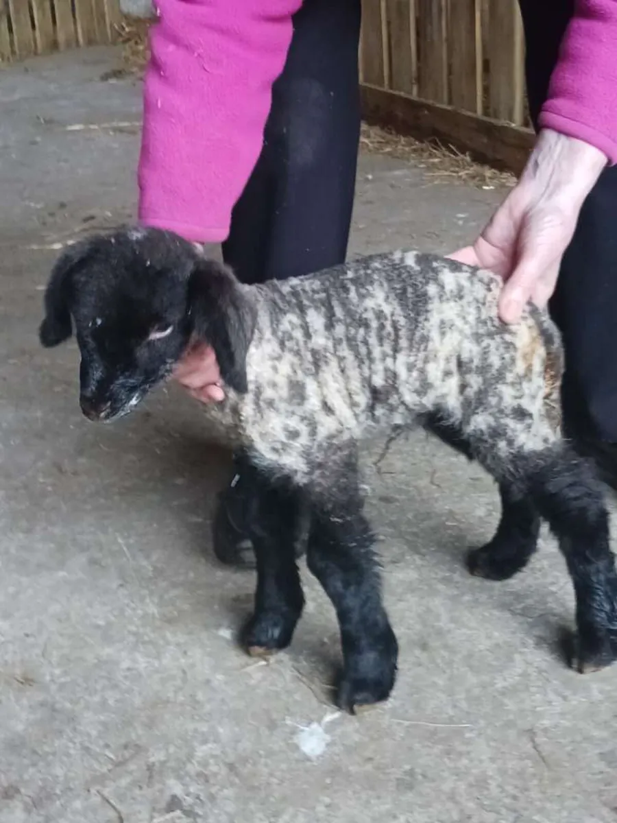 Suffolk Foster lambs - Image 2