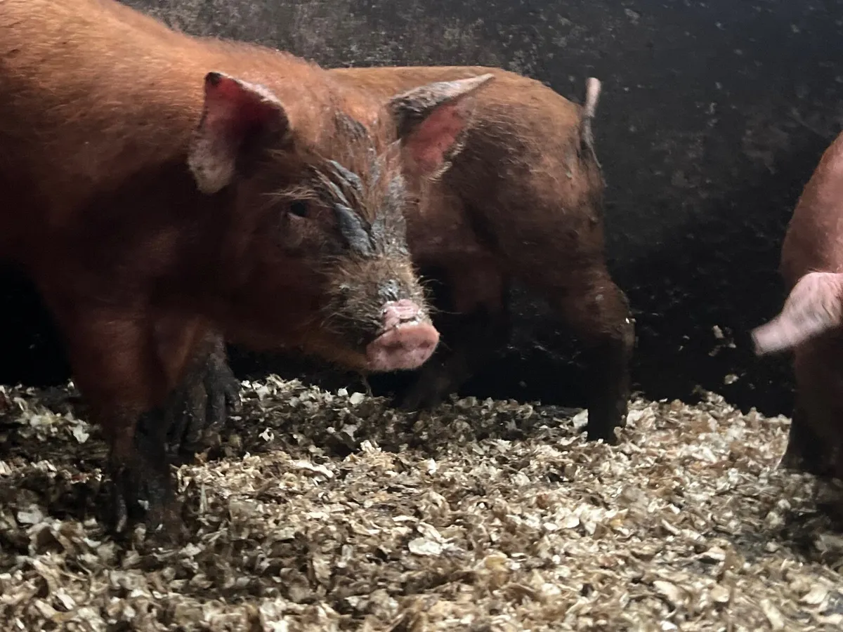 PB TAMWORTH WEANERS / PIGLETS - Image 1