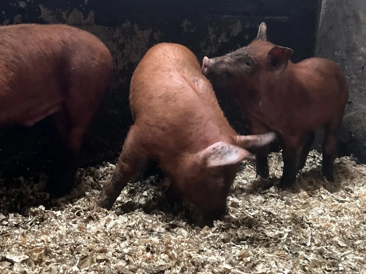 PB TAMWORTH WEANERS / PIGLETS - Image 2