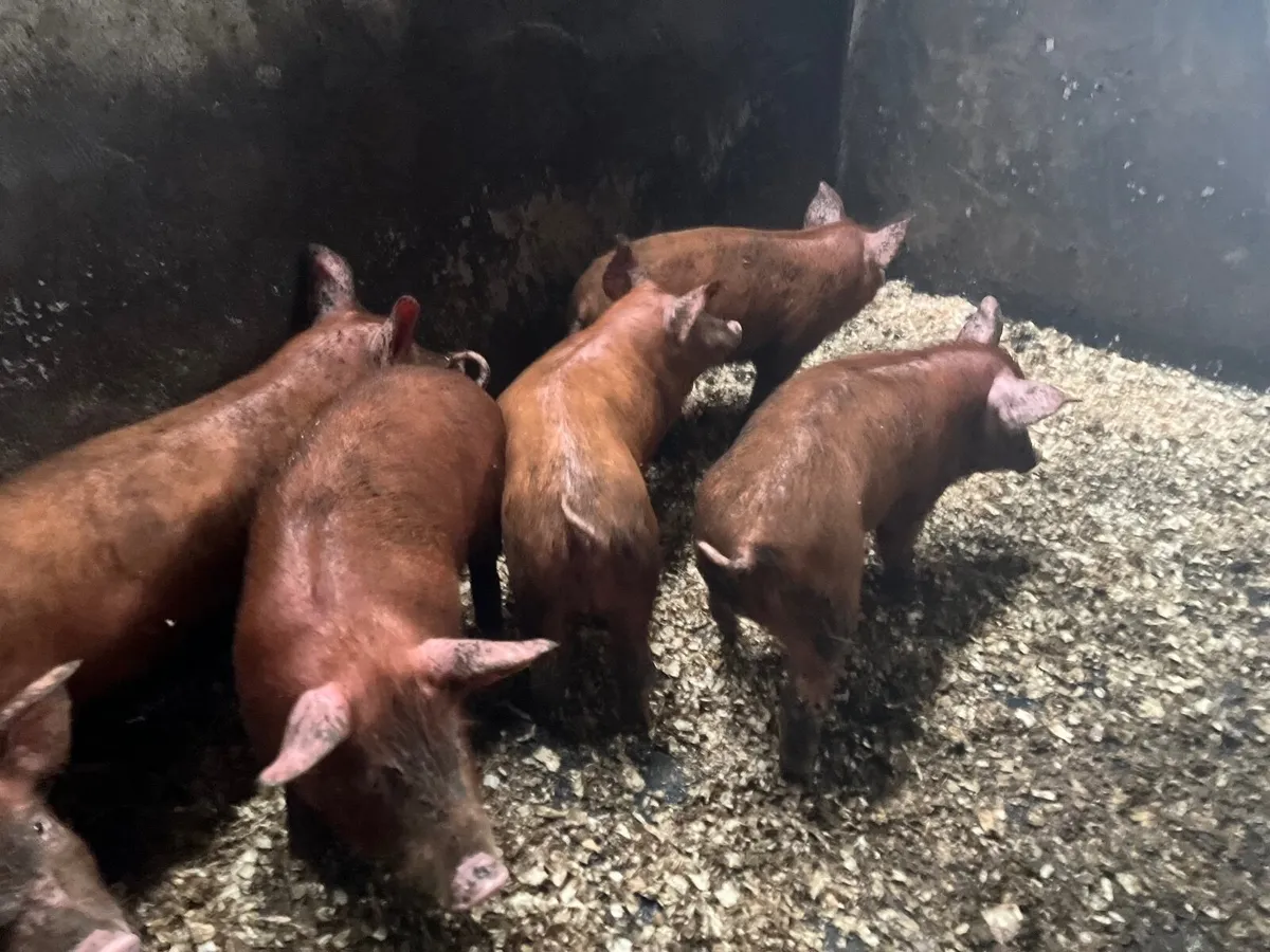 PB TAMWORTH WEANERS / PIGLETS - Image 3